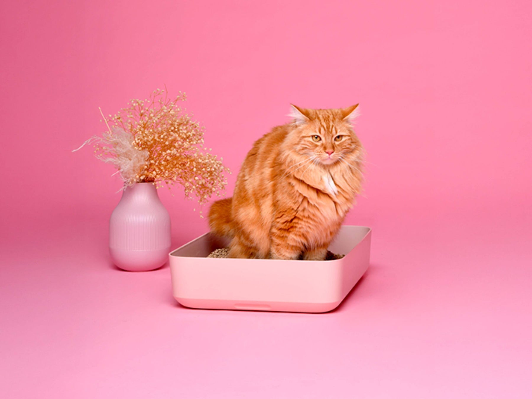 Probiotiques Ziggy 30 sachets, photo produit sur fond rose