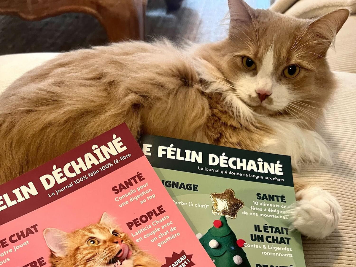 Jouet Le Félin Déchaîné Ziggy, visuel produit