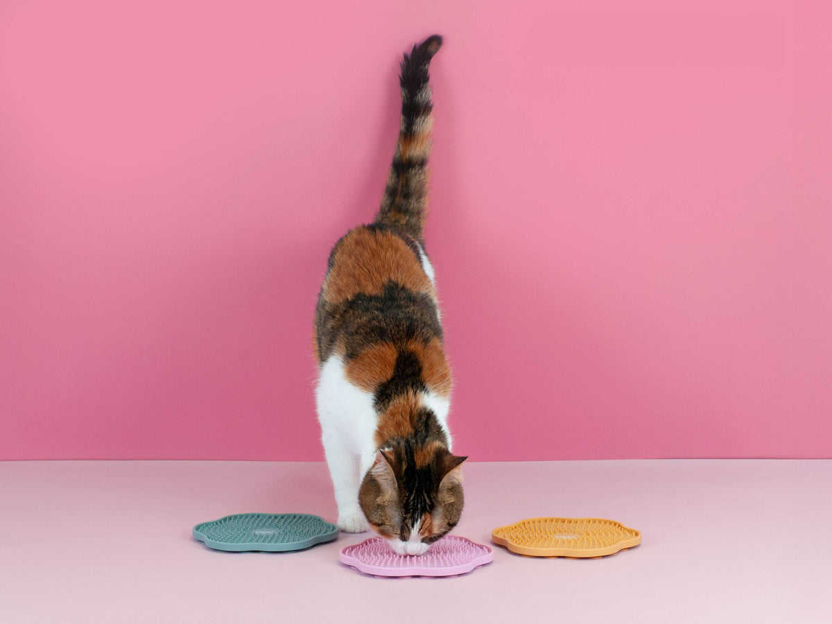 Lickmat Ziggy, chat en train de lécher le produit