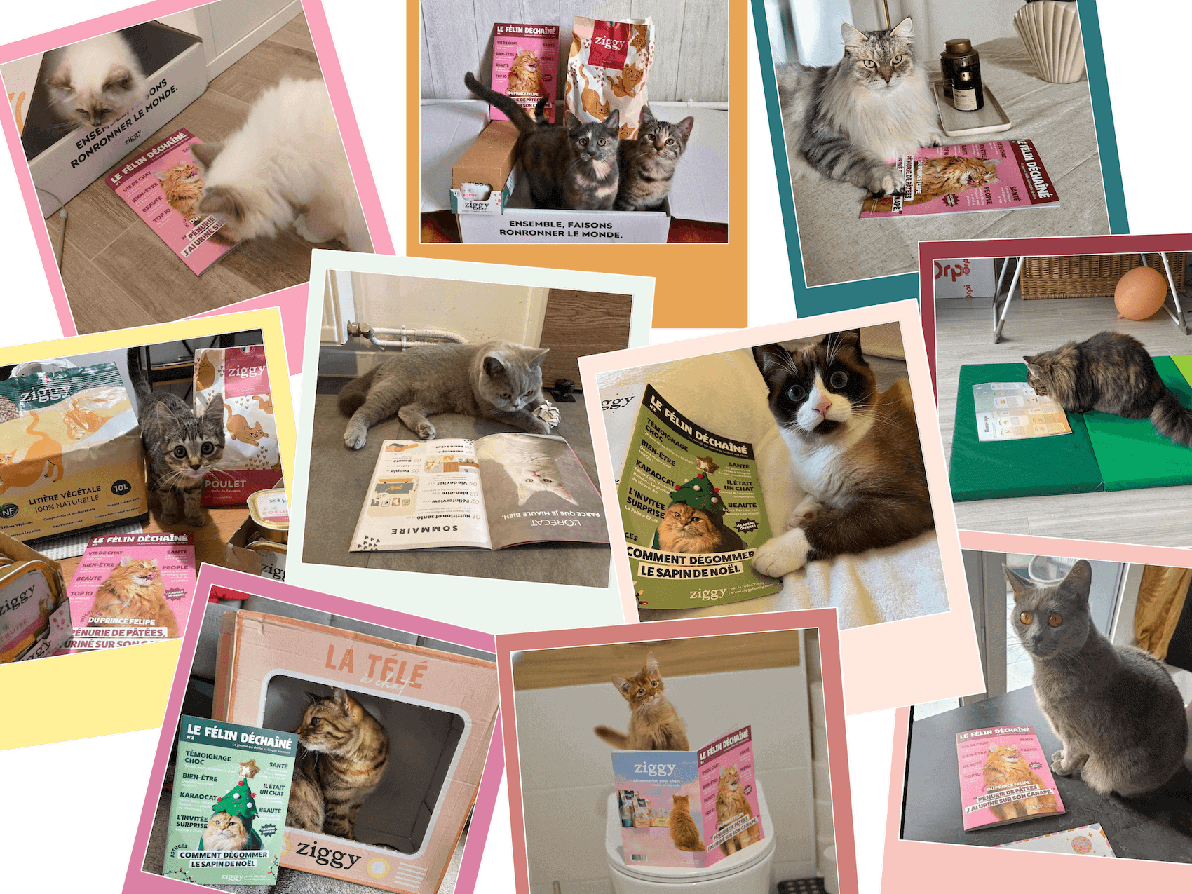 Les chats adorent le Félin Déchaîné, le magazine des chats de Ziggy