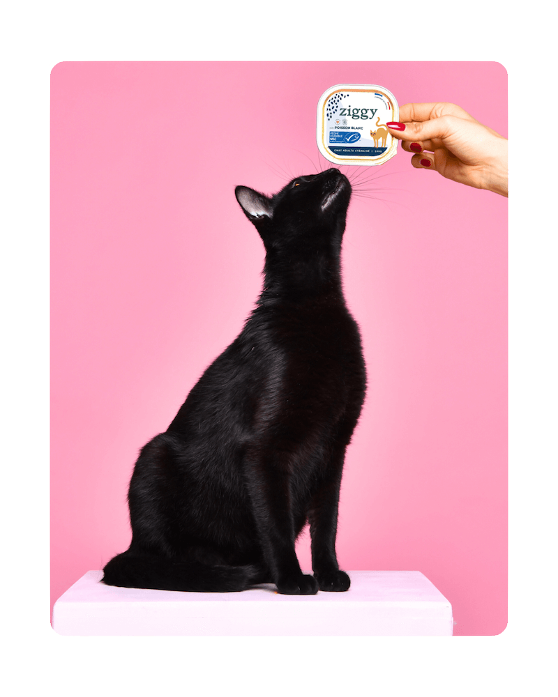 Chat adulte stérilisé en train de sentir la pâtée pour chat adulte stérilisé Ziggy au Poisson Blanc