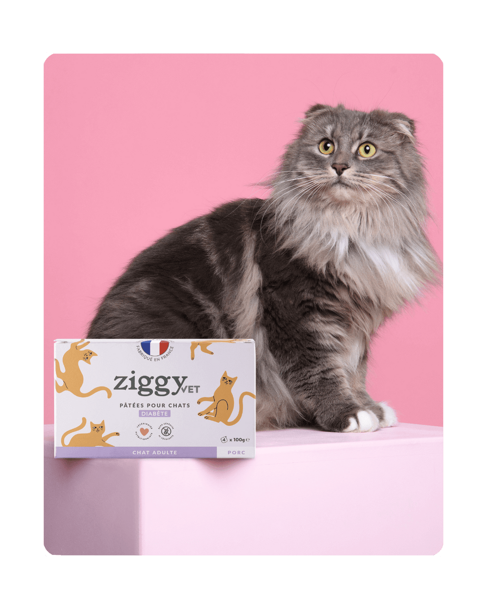 Chat adulte diabétique à côté de la pâtée pour chat adulte diabétique Ziggy, recette vétérinaire saine