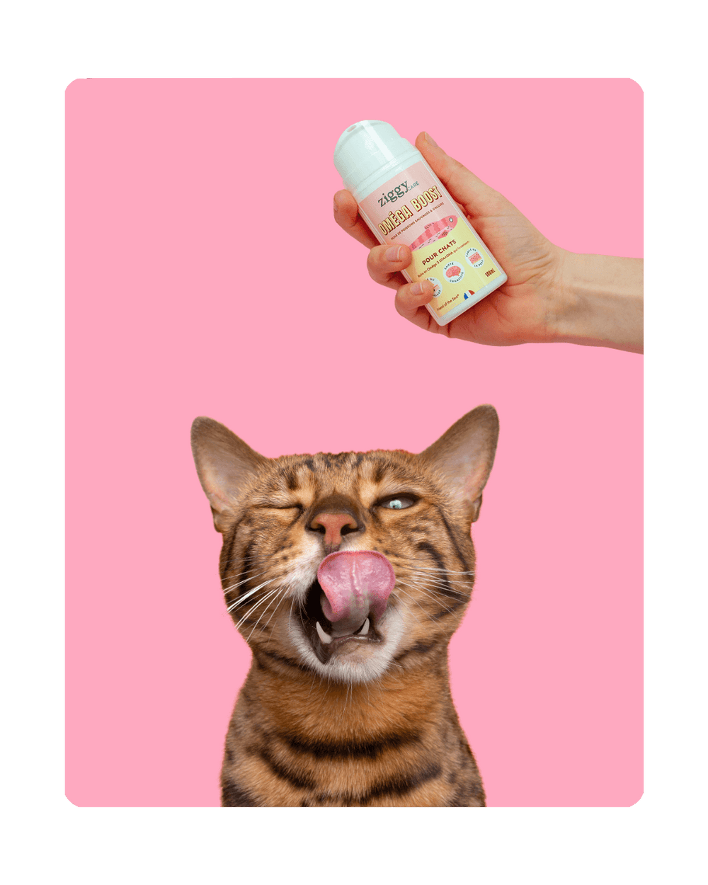 Chat adulte stérilisé à côté d'un flacon d'huile de poissons et d'algues Ziggy