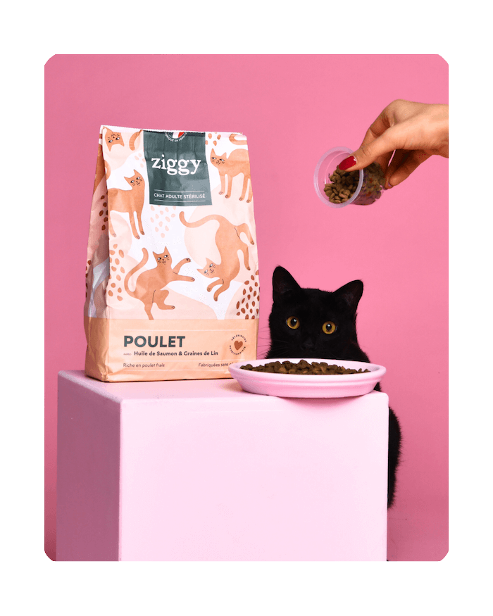 Chat adulte noir à côté des croquettes pour chat adulte stérilisé Ziggy au poulet