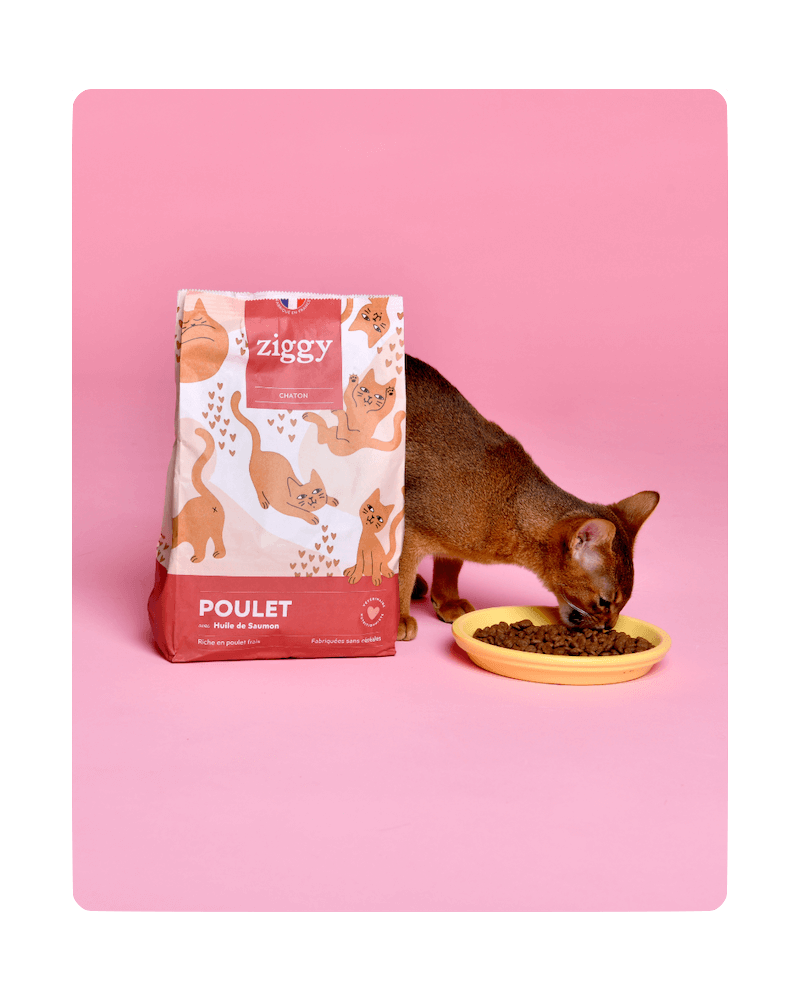 Chaton en train de manger des croquettes pour chaton Ziggy sans céréales et ultra saines