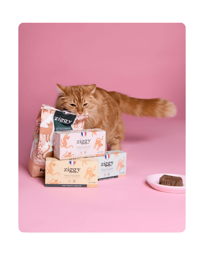 Chat adulte roux qui se frotte à ses croquettes et pâtées pour chat sans céréales