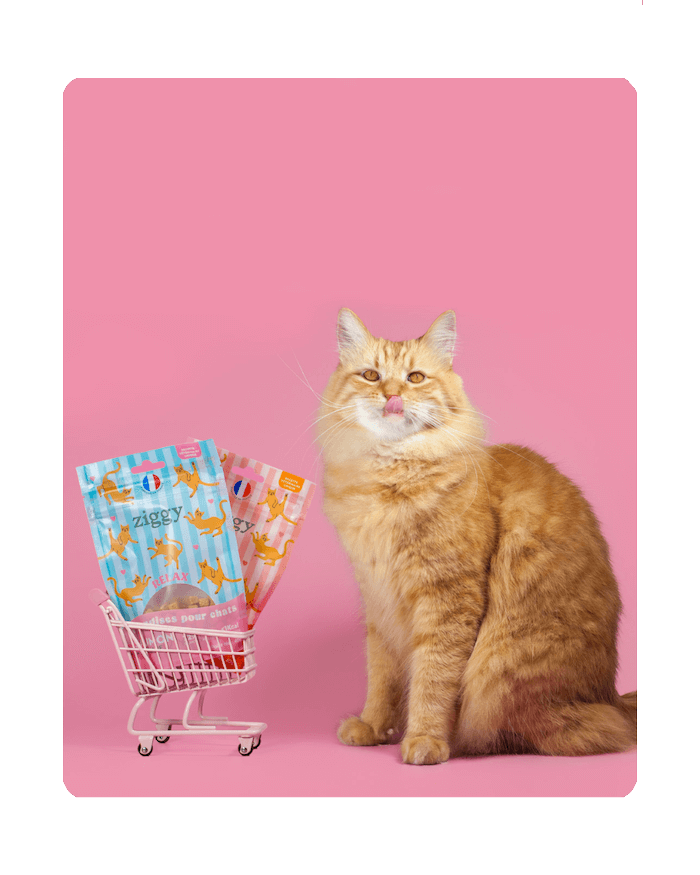 Chat adulte stérilisé roux à côté des friandises pour chat Ziggy, saines, ultra gourmandes et sans amidon