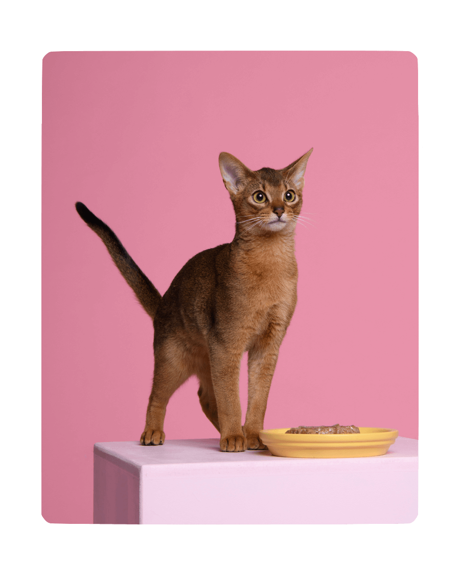 Chaton à côté de sa pâtée pour Chaton Ziggy