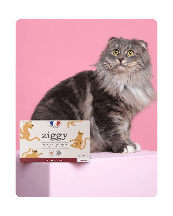 Chat Senior gris à côté de ses pâtées pour chat senior saines et ultra gourmandes Ziggy