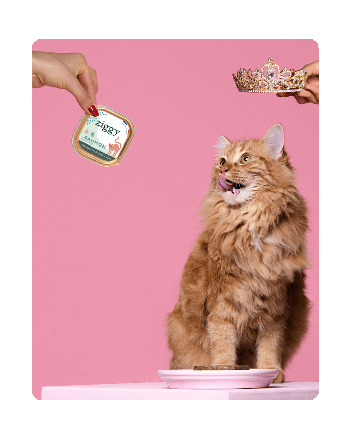 Chat regardant une pâtée Ziggy avec une couronne sur la tête