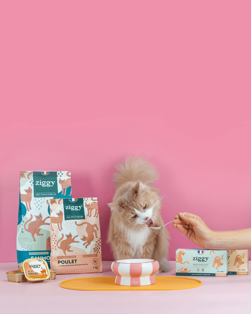 Gus, big boss chez Ziggy, l'alimentation pour chat saine et validée par les vétérinaires