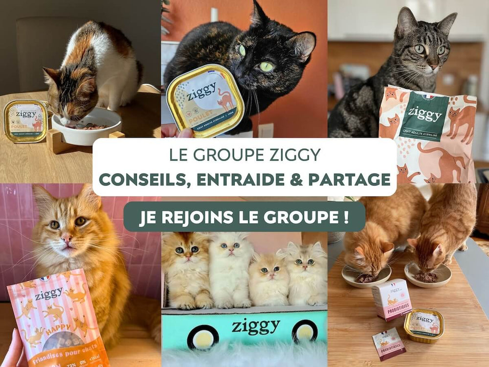 Le groupe facebook Ziggy entouré de pleins de chats de la Ziggy Family