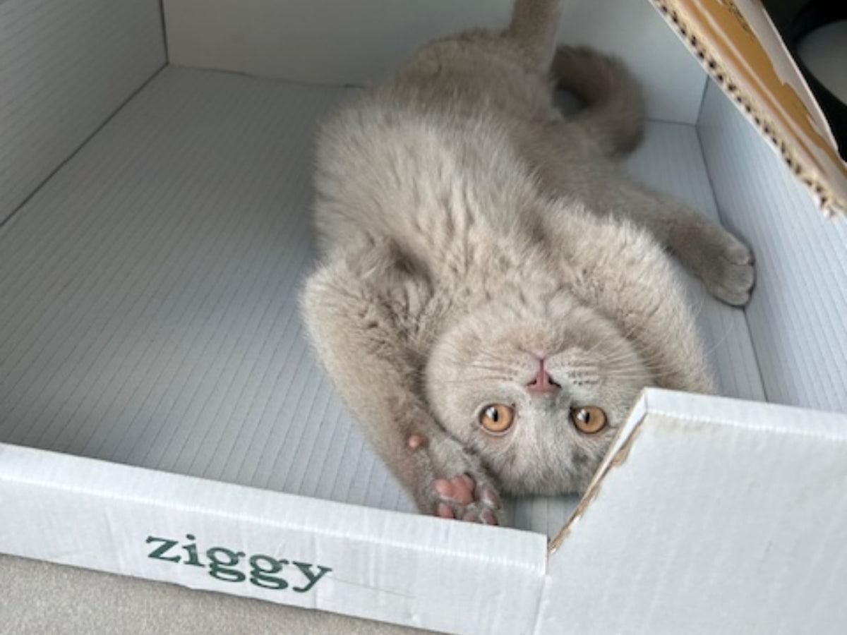 Petit chaton gris dans son carton Ziggy