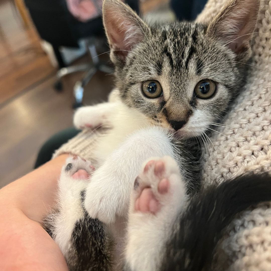Un chaton allongé dans les bras de sa maman humaine