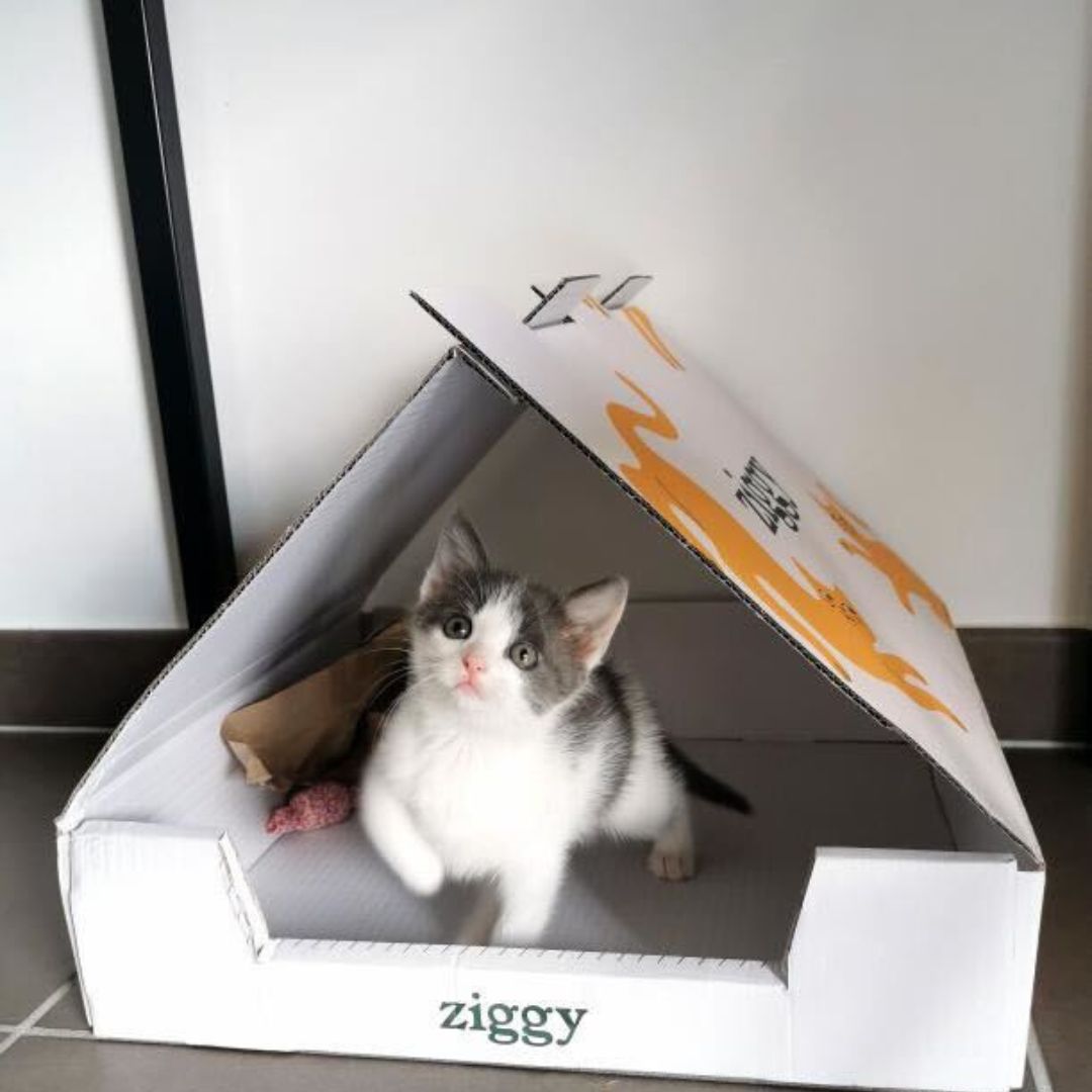 Un chaton dans un carton Ziggy