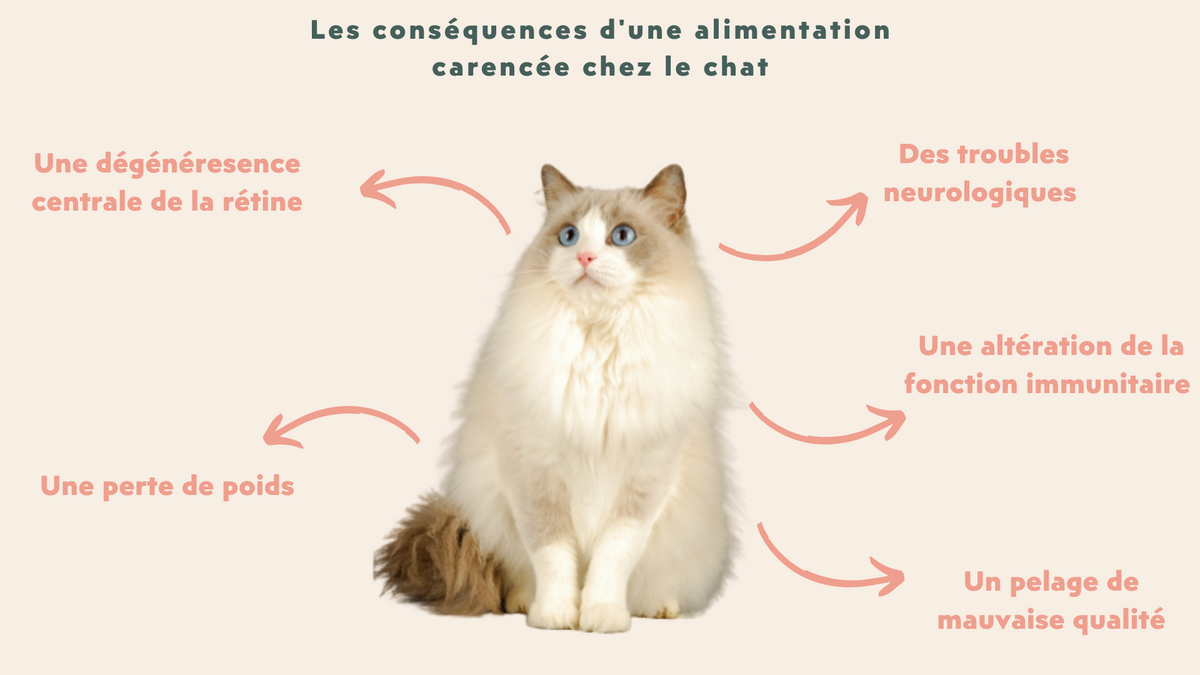 alimentation carencée chez le chat Ragdoll