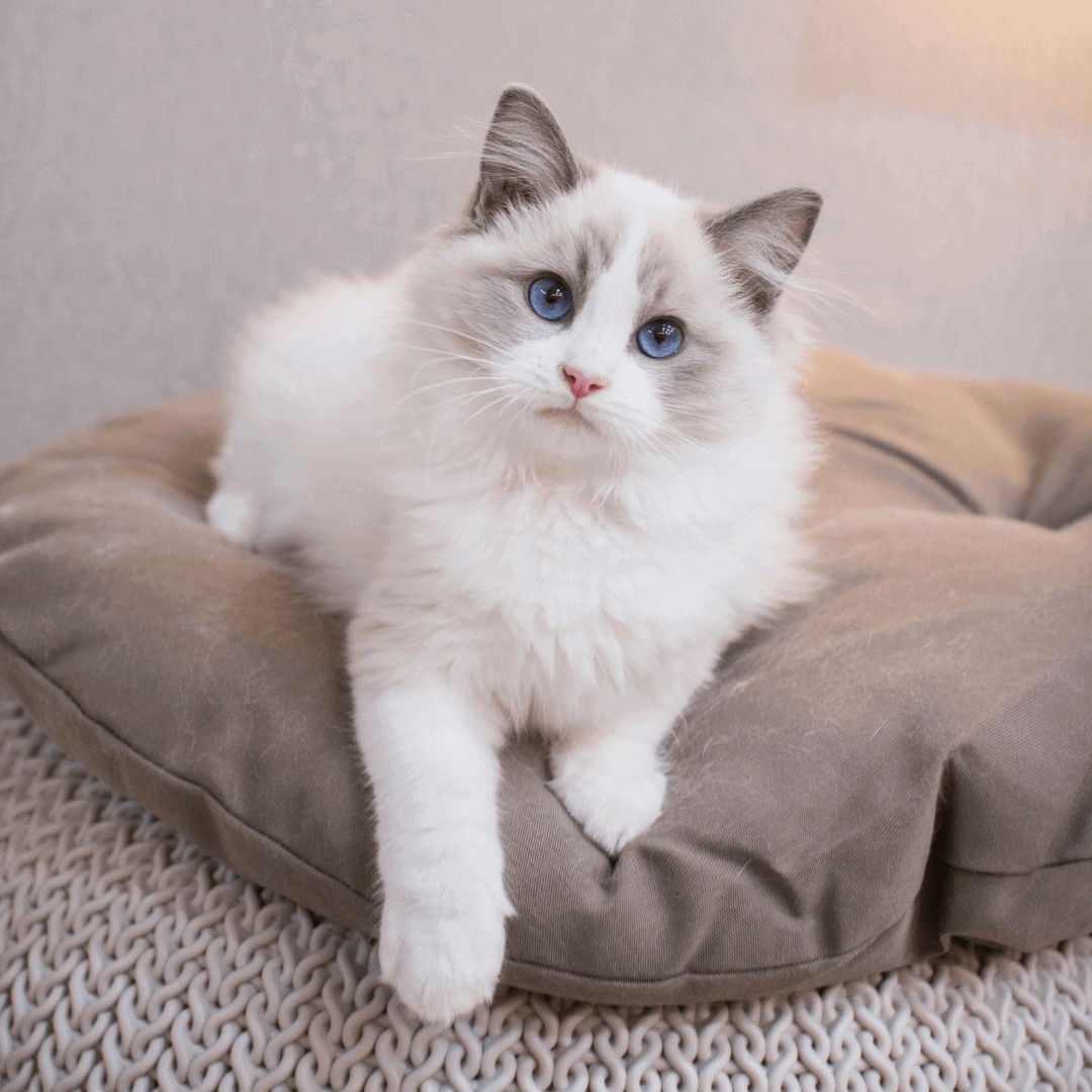 chat ragdoll sur un coussin