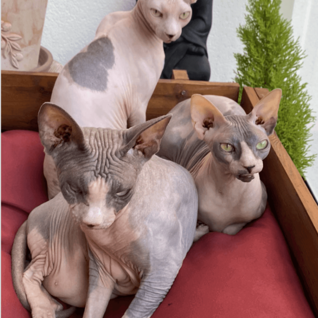 chats Sphynx allongés