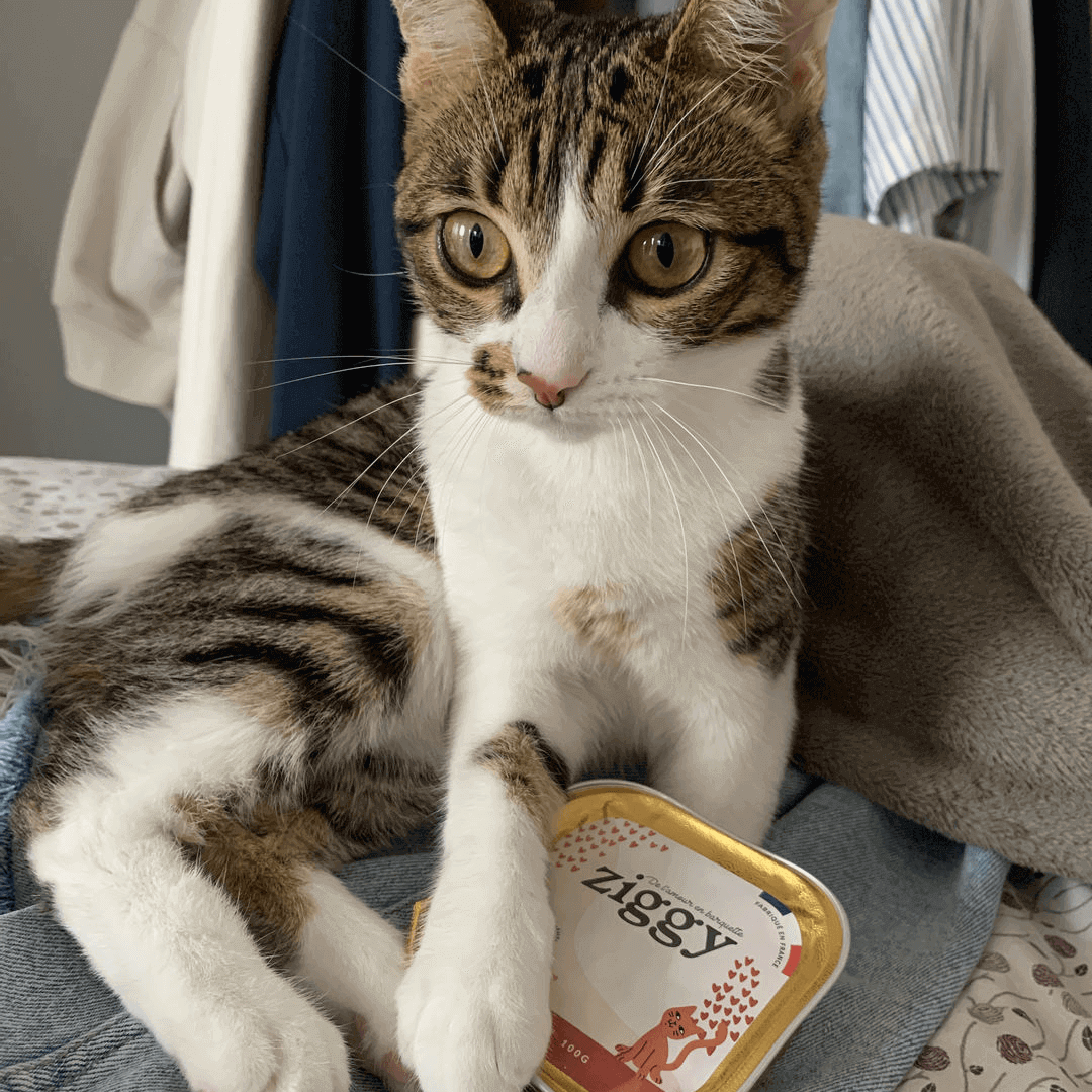 chaton stérilisé avec sa pâtée Ziggy