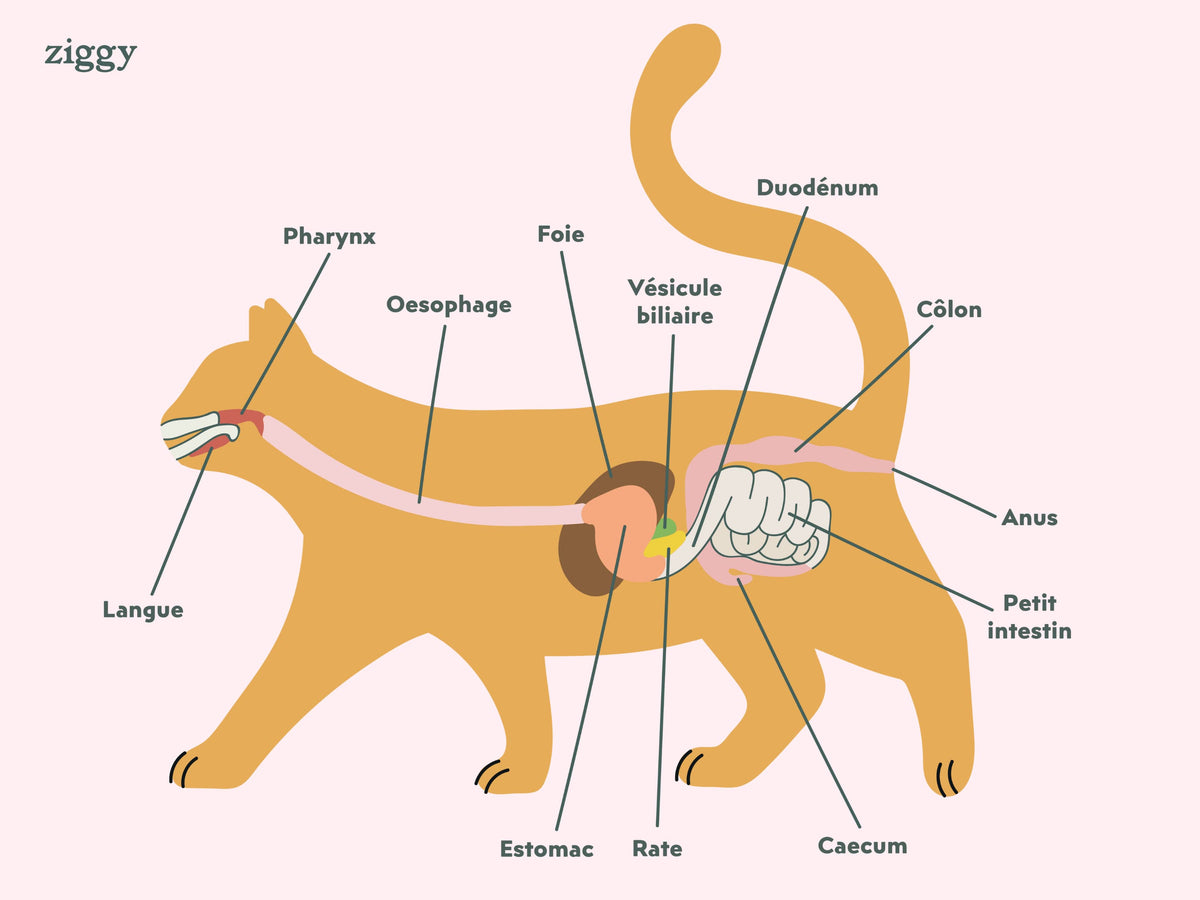 Appareil digestif du chat
