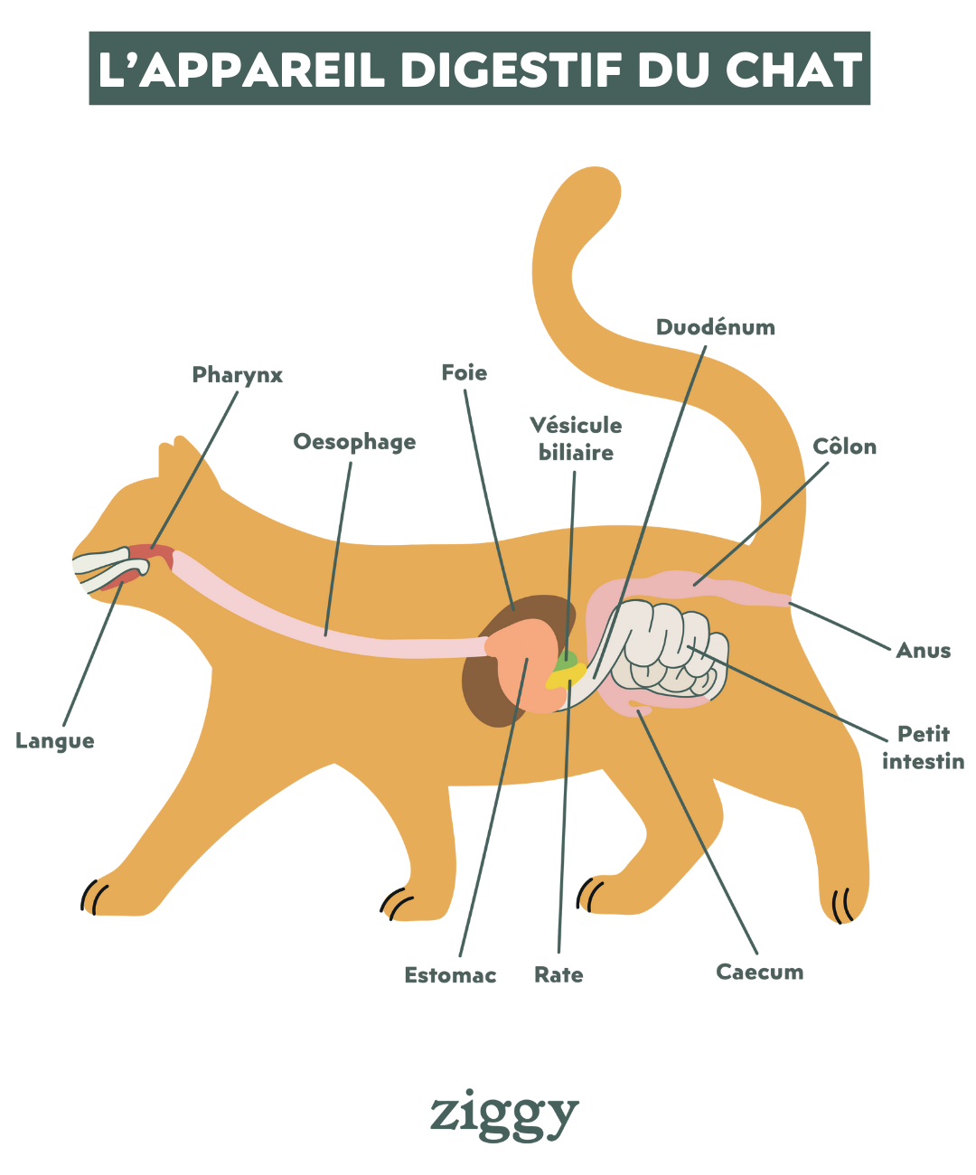 Appareil digestif du chat