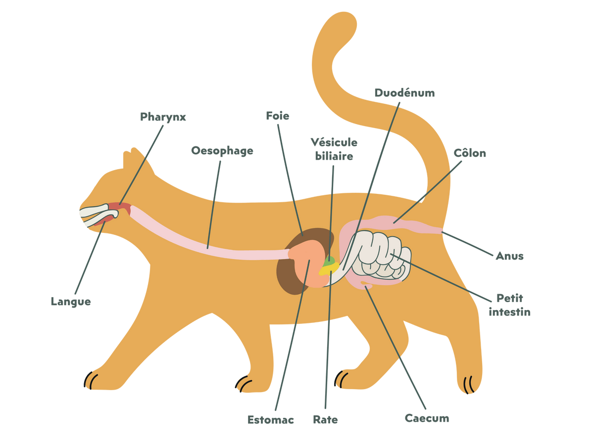 Appareil digestif chez le chat adulte