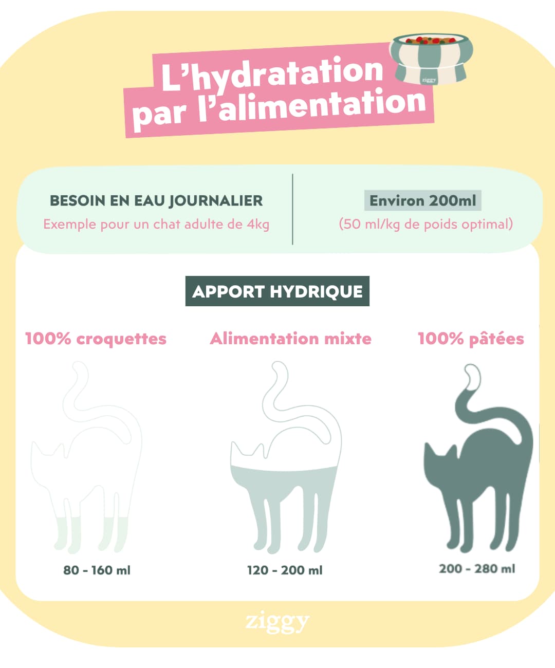 Apport en eau selon le type d'aliment pour chat