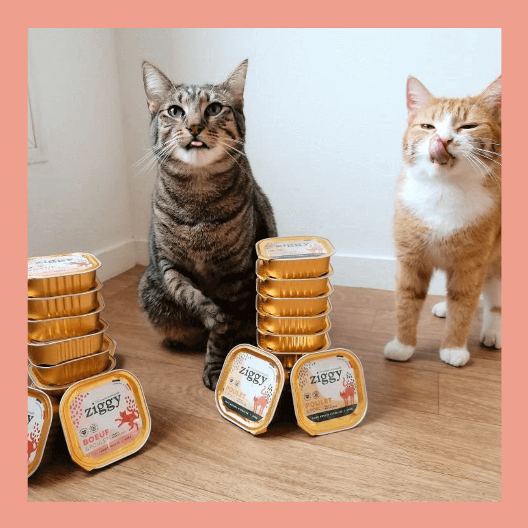 chats souffrant d'arthrose avec leurs pâtées Ziggy 