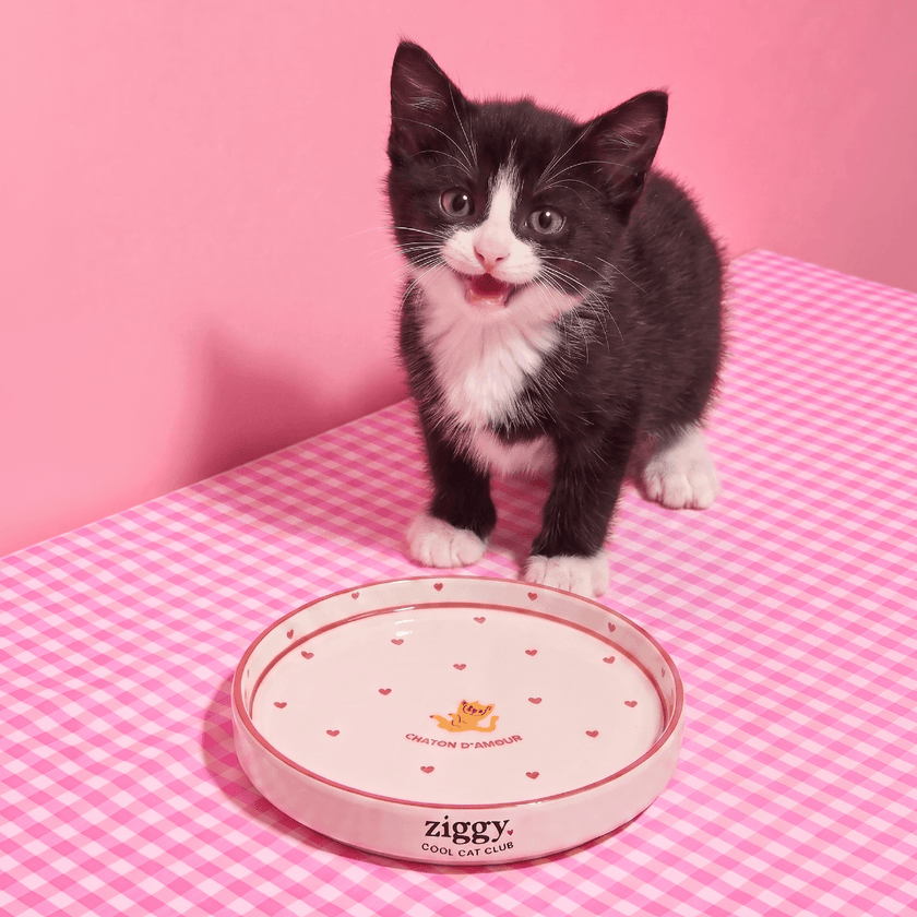 Assiette pour chaton Ziggy de la gamme Chaton d'Amour