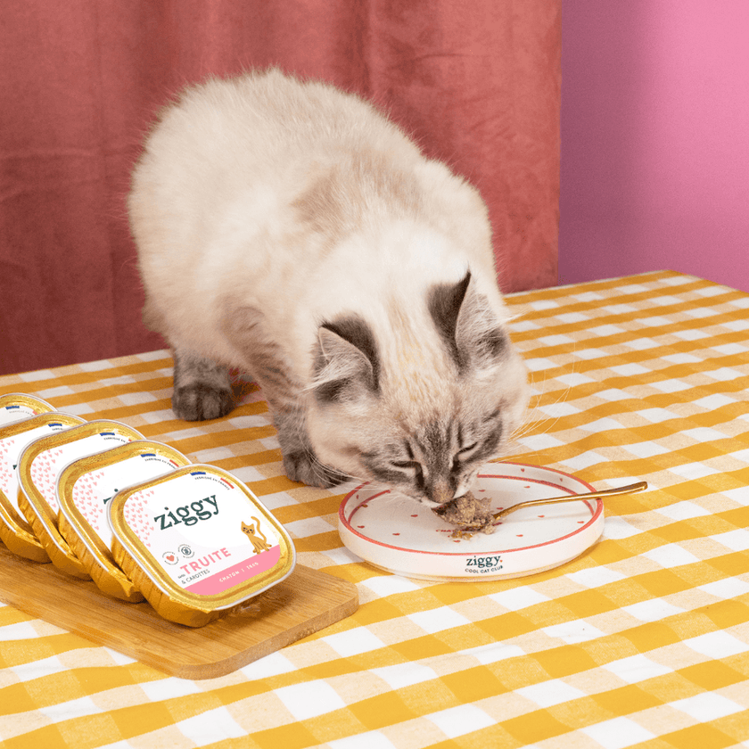 Assiette pour chaton Ziggy de la gamme Chaton d'Amour