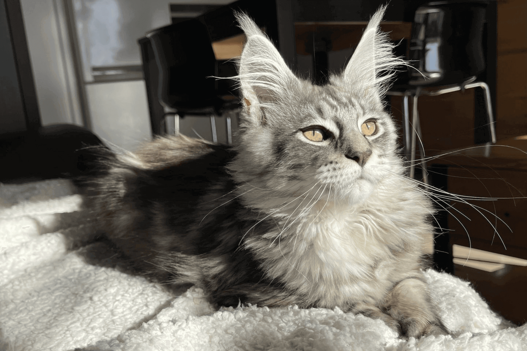chat maine coon gris allongé