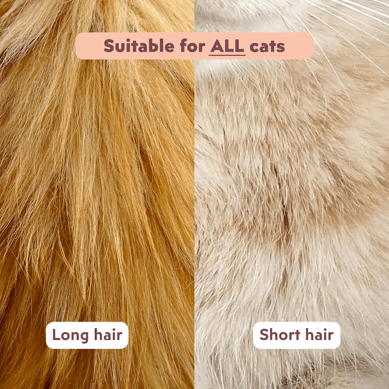 Cat being groomed with the Ziggy double-sided wooden brush