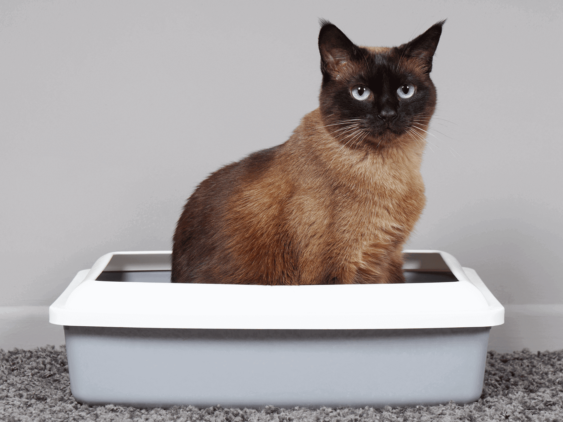 Chat dans sa litière qui a du mal à uriner