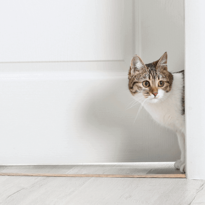 Chat qui espionne à la porte