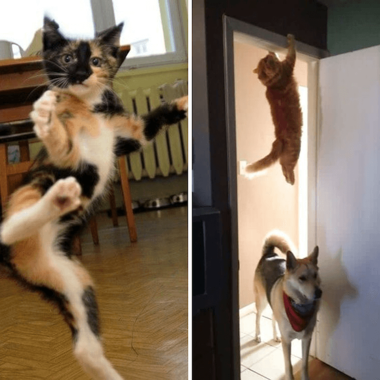 Chat qui saute partout et au dessus d'un chien