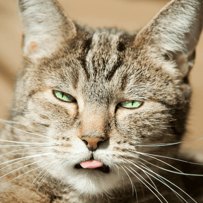 Chat qui tire la langue