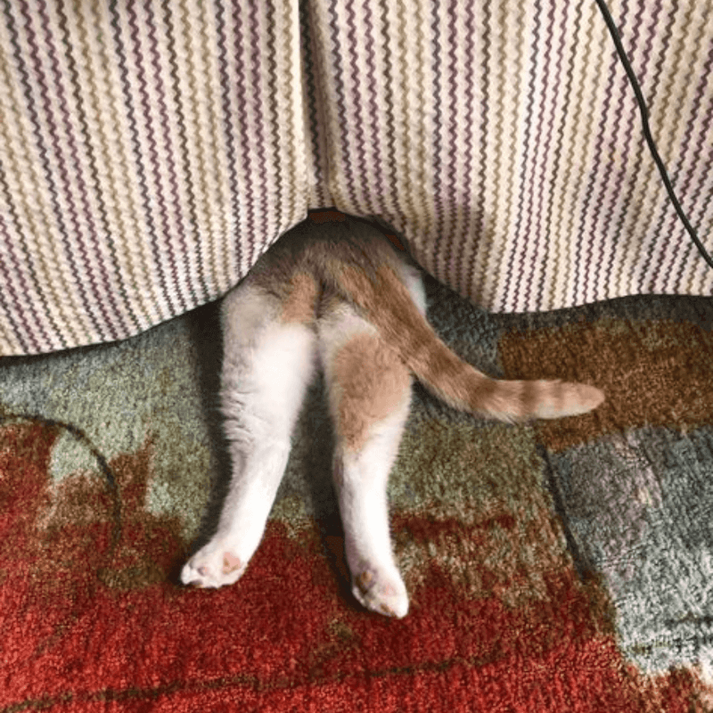 chat qui se cache 