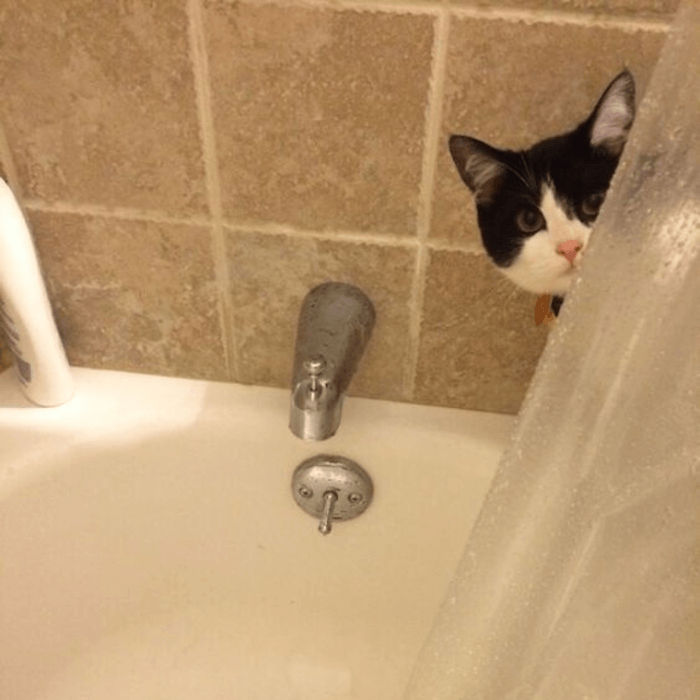 Chat qui espionne sous la douche