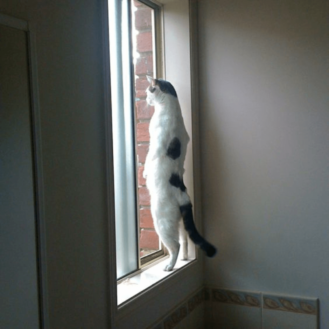 Chat qui espionne à la fenêtre