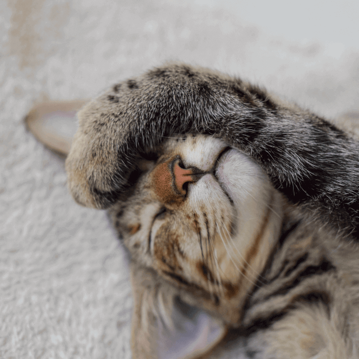 chat qui dort et ronronne
