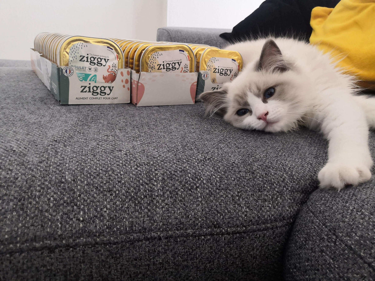 chat ragdoll à côté de ses pâtées préférés Ziggy