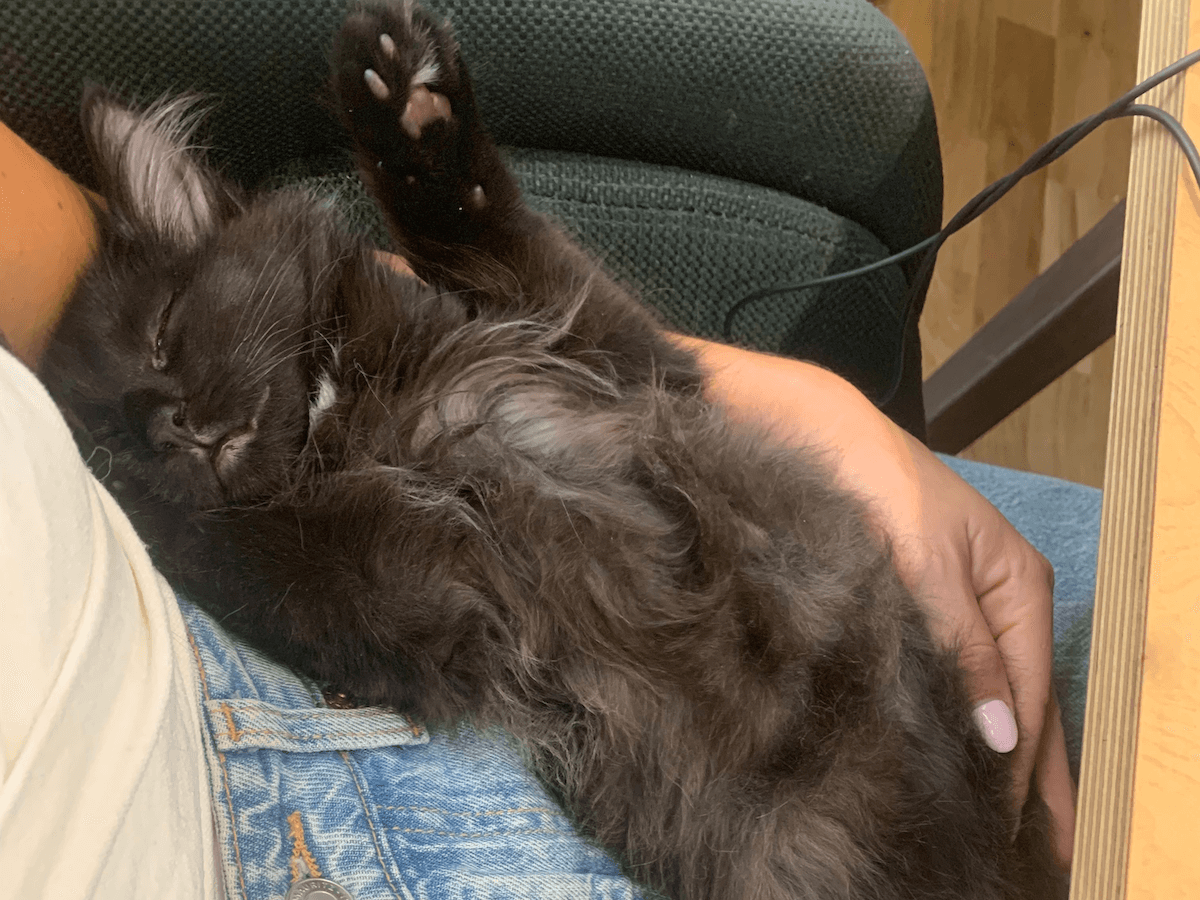 Chaton croisé Maine Coon