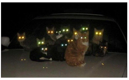 Plusieurs chats dans le noir 
