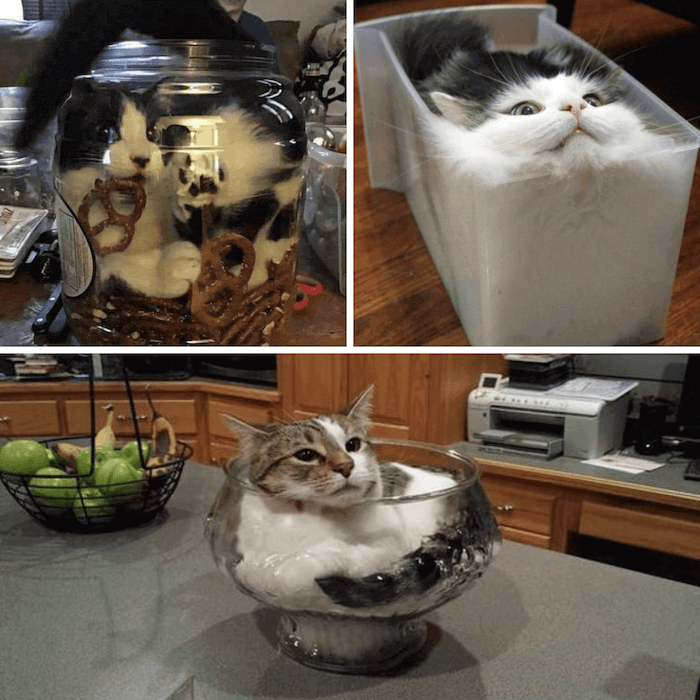 Chats allongés dans un vase, dans une boîte