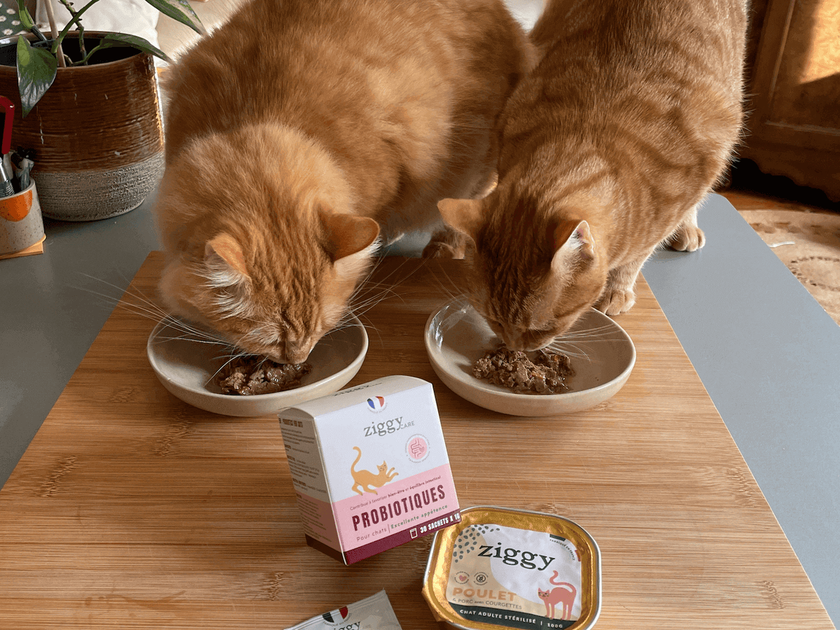 Deux chats prenant des probiotiques avec de la pâtée 