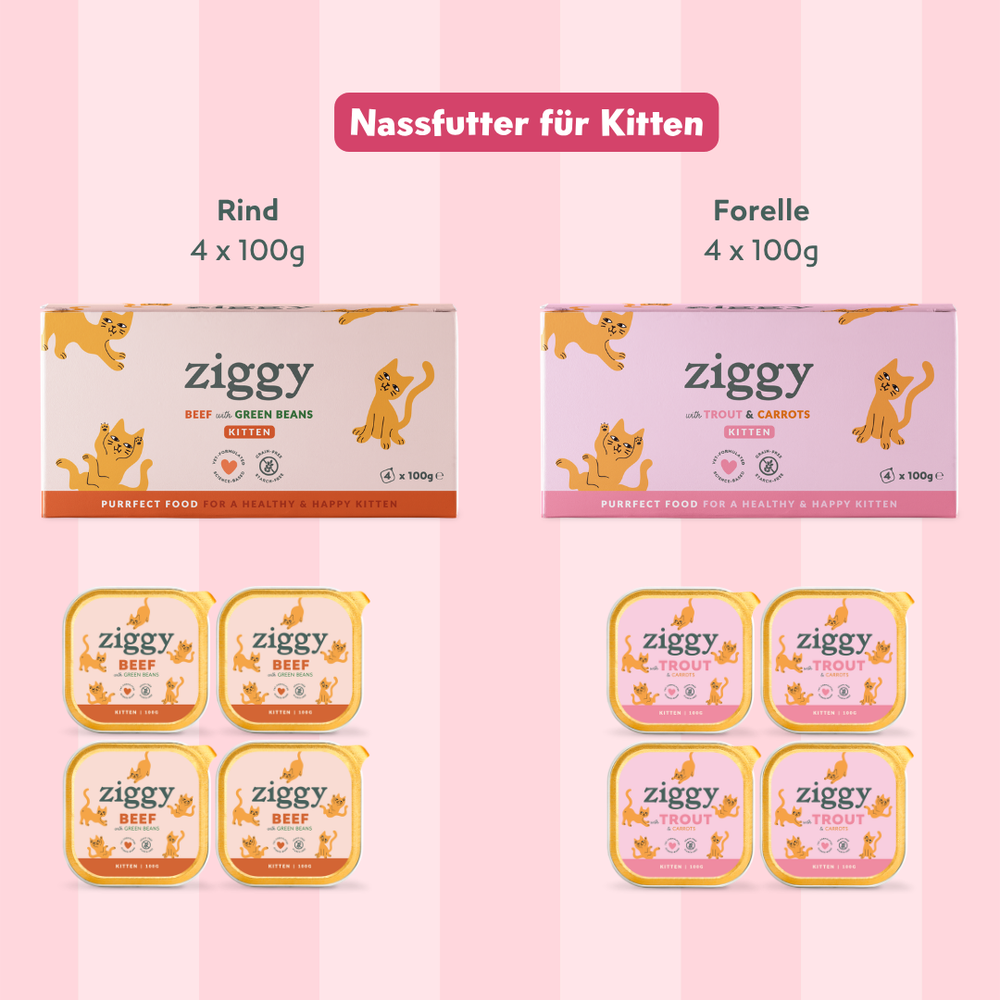 Composition du coffret pour chaton Ziggy alimentation pour chat et chaton saine et sans céréales