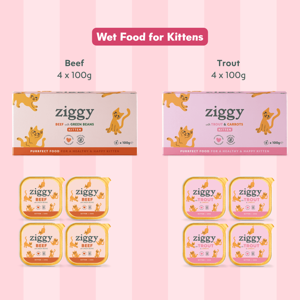 Composition du coffret pour chaton Ziggy alimentation pour chat et chaton saine et sans céréales