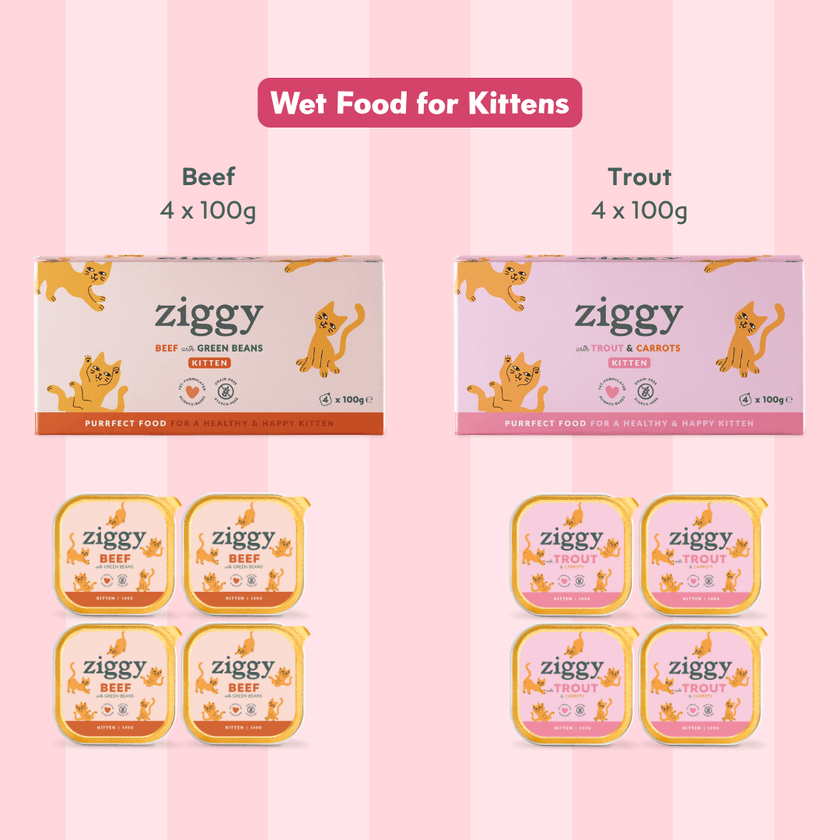 Ziggy Kitten Trout Pâté discovery box contents – variety pack of wet food pouches for kittens