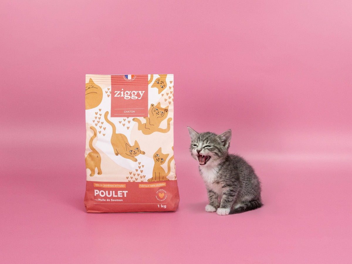 Chaton à côté des croquettes pour chaton Ziggy
