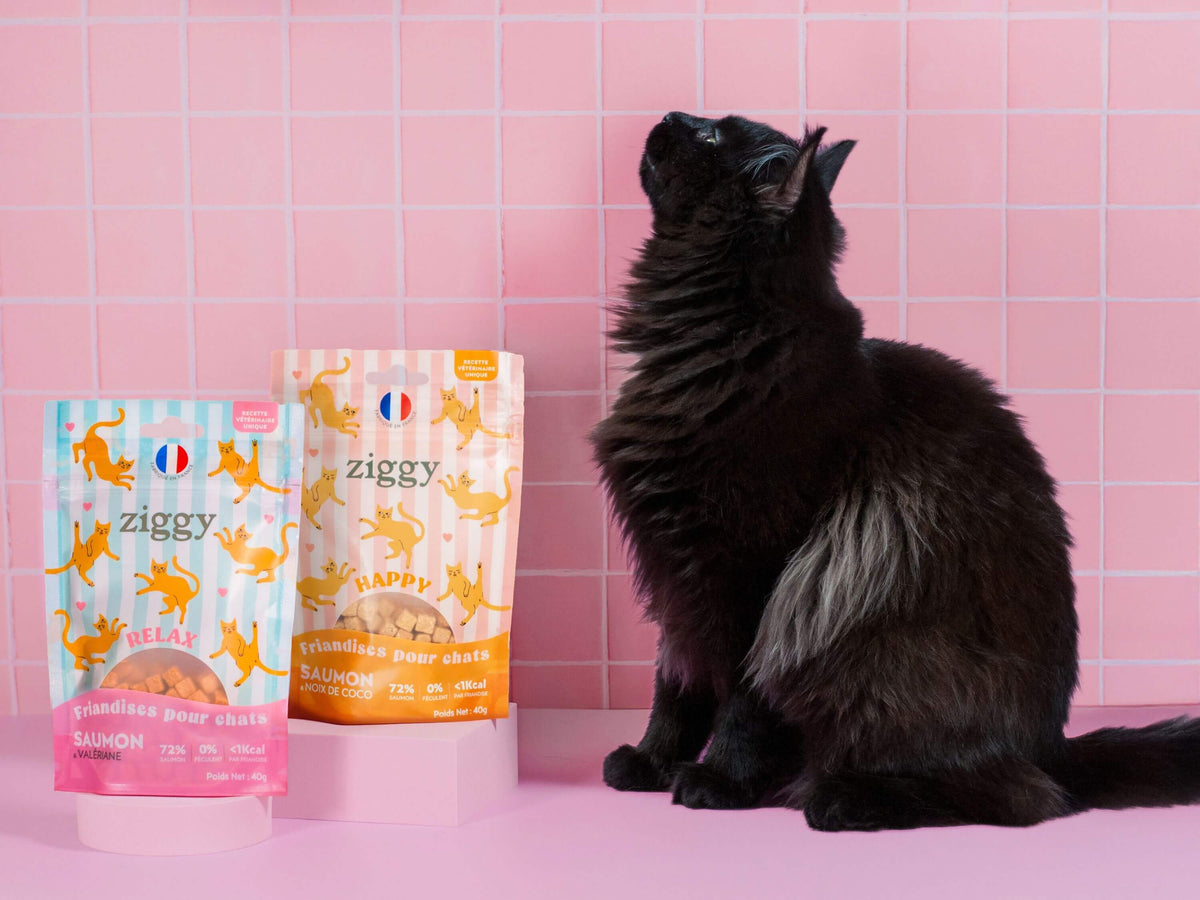 Chat adulte stérilisé noir qui est à côté des friandises pour chat Ziggy